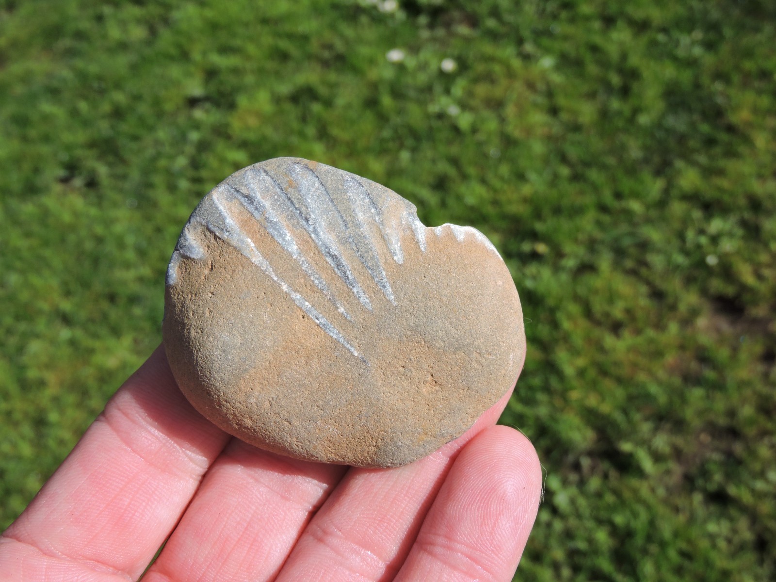 Box of MIXED Pacific Coast CLAM FOSSIL SHELL STONES Anadara, Steinkern ( 4 lb )