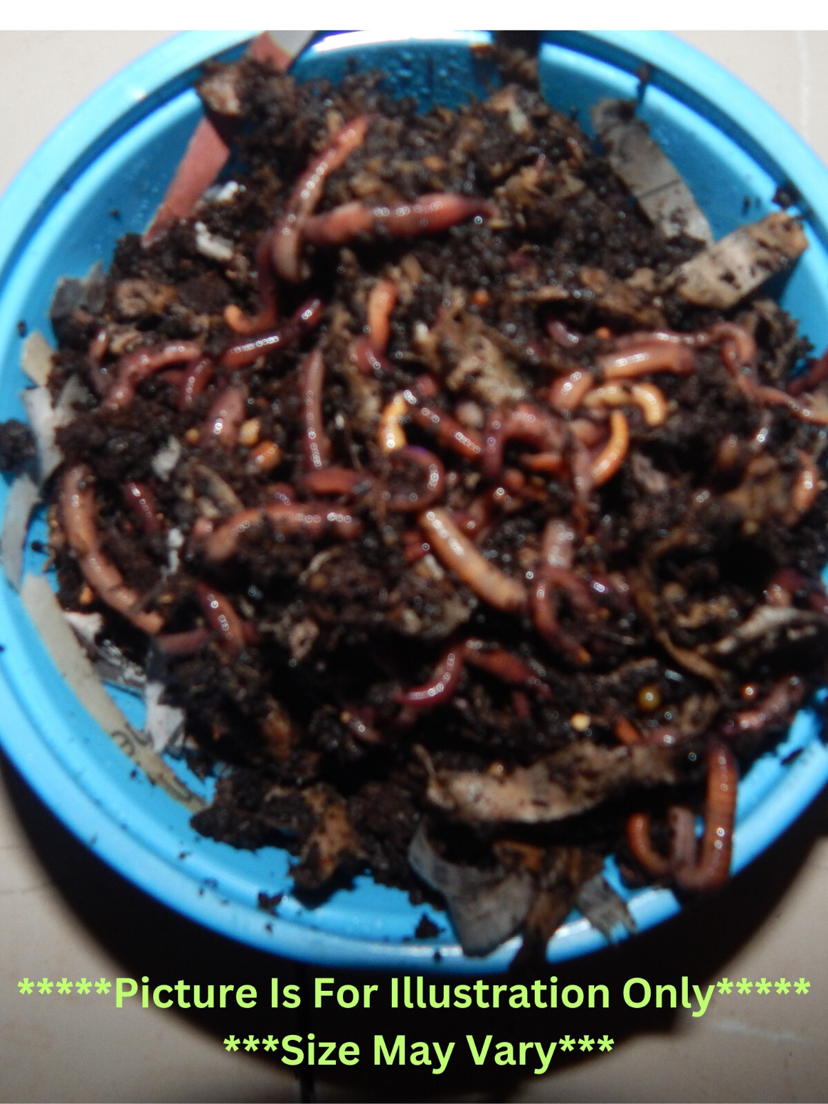 🐛We Got Composting Worms! / Earth Friendly / LIVE / Fresh/ Free Shipping !🐛