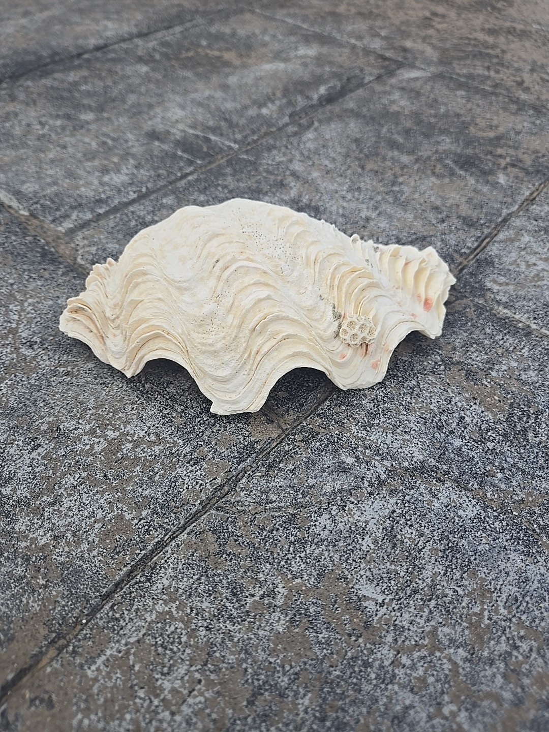 Derasa Tridacna Clam Seashell Half White w Barnacle Growth 1 HALF approx 6.75"