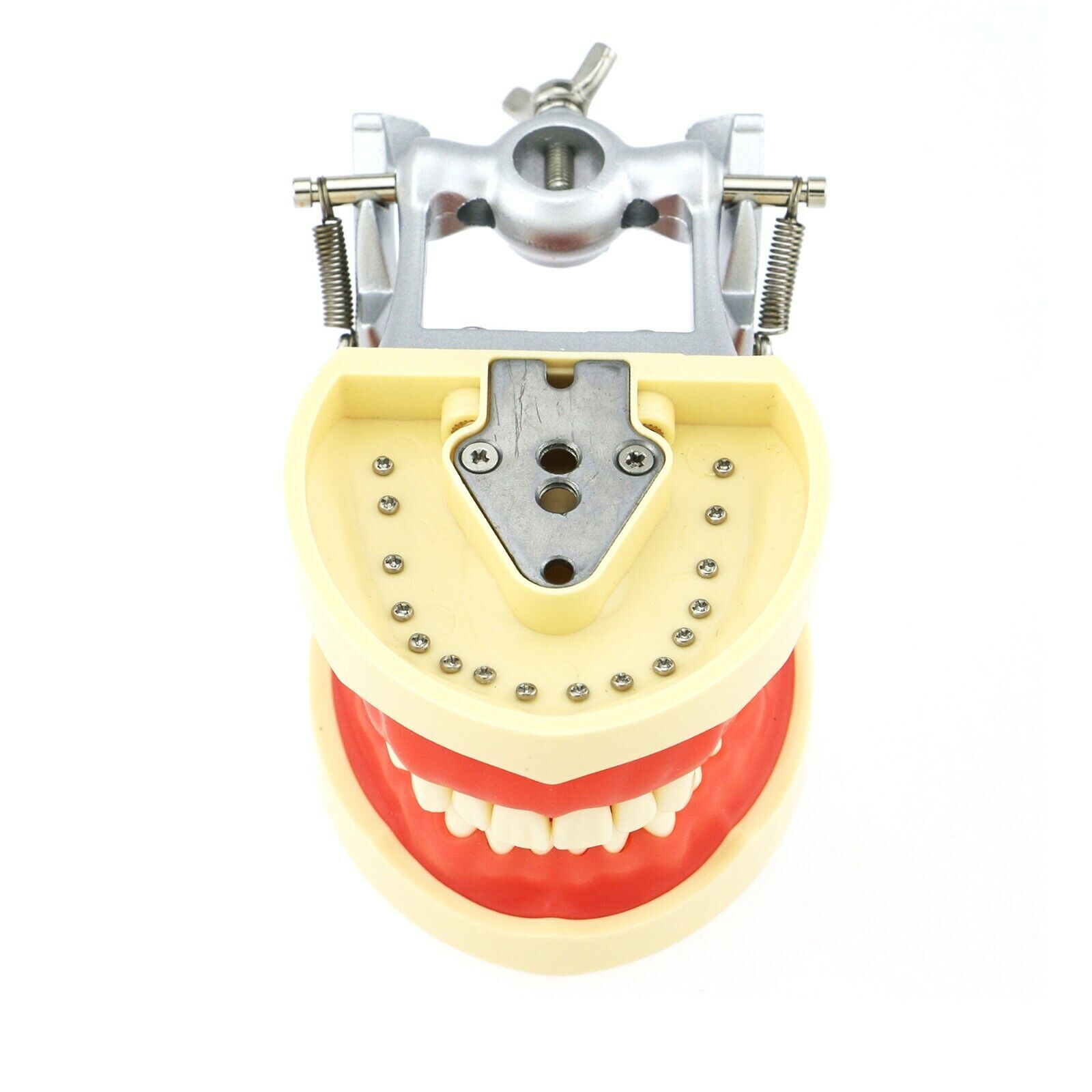 Dental 200 Type Typodont Model With Removable Teeth fit Kilgore NISSIN M8012