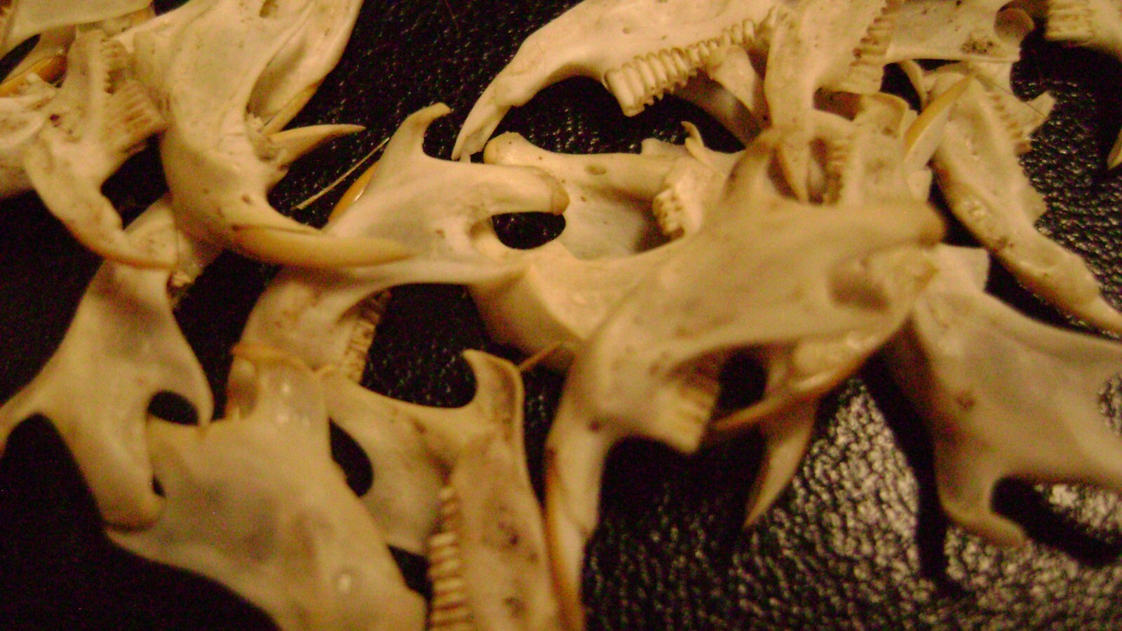 20 REAL MOUSE JAWS tiny animal bones & teeth for JEWELRY earrings TAXIDERMY LOT