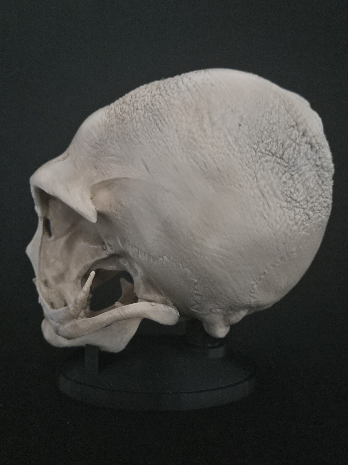 Alien Skull with stand - Realistic