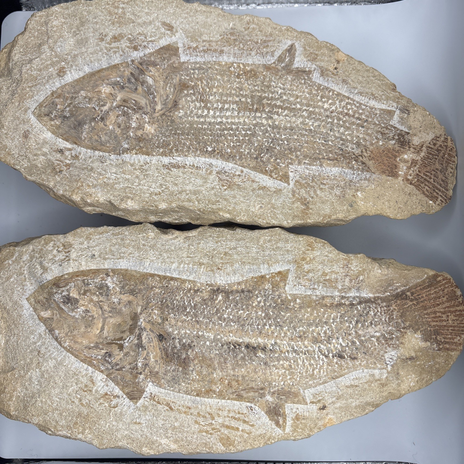 Vinctifer Comptoni Fossil Fish, Brazil, 99-112 million yrs old 9 inches 2 halves