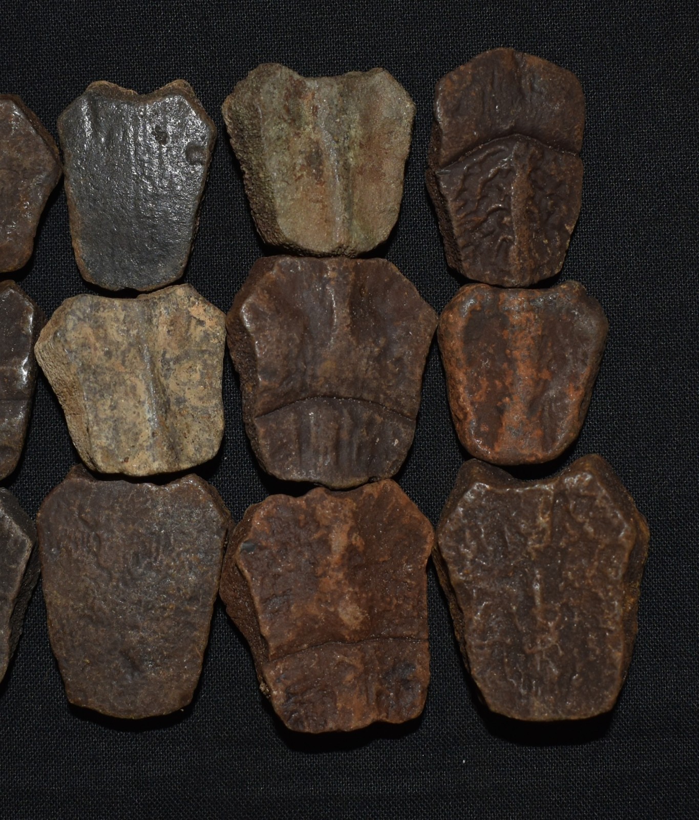 Set of Fifteen Fossil Turtle Shell Elements (top shell pieces) - Turtle Fossils