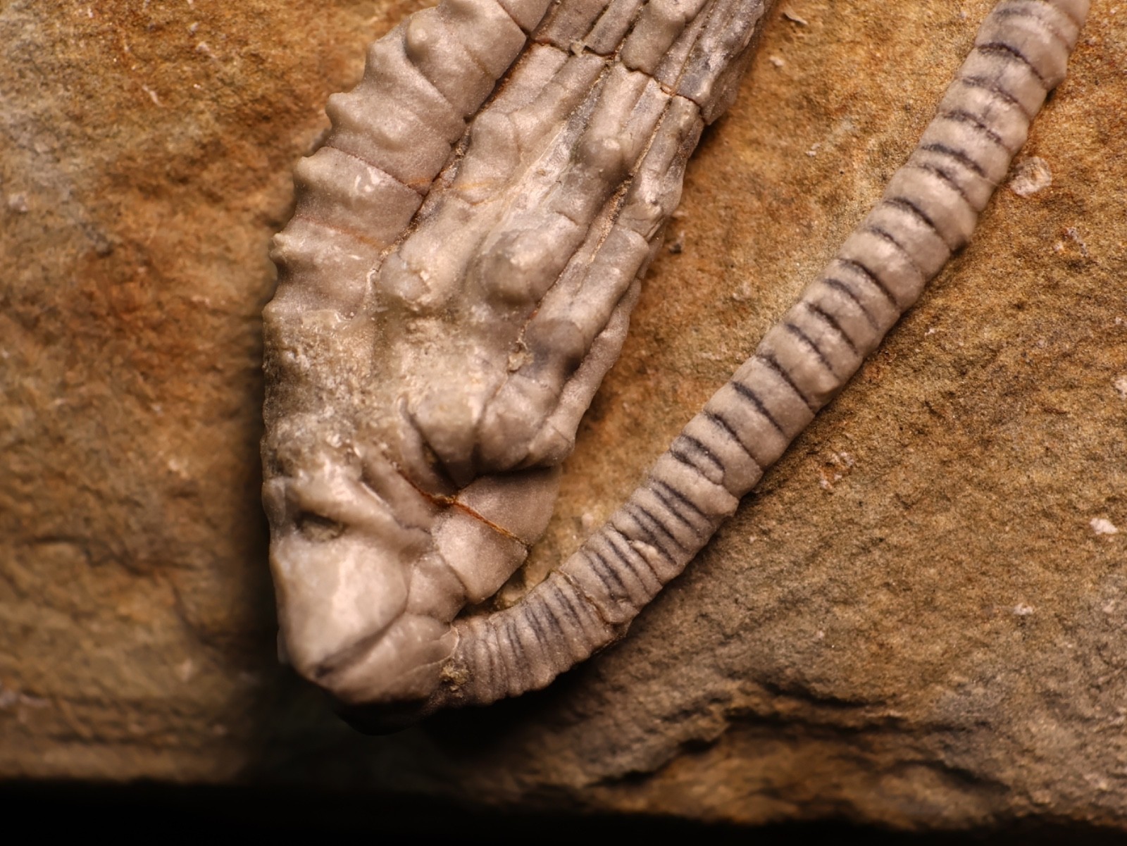 Wound Up Fossil Crinoid, Crawfordsville, IN