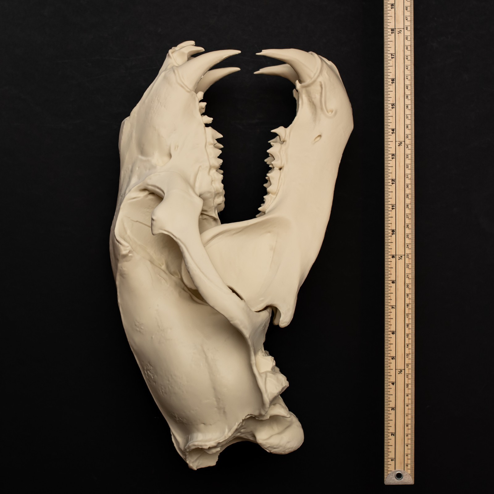 Life-Size 3D Polar bear Skull – unpainted bone colour Fossil Replica