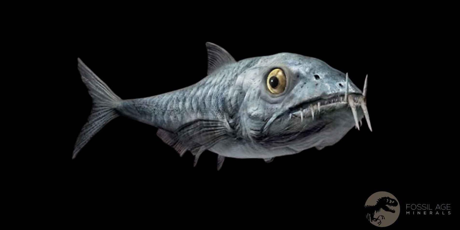 1.9" Saber Toothed Herring Fossil Fang Enchodus Libycus Cretaceous COA Stand