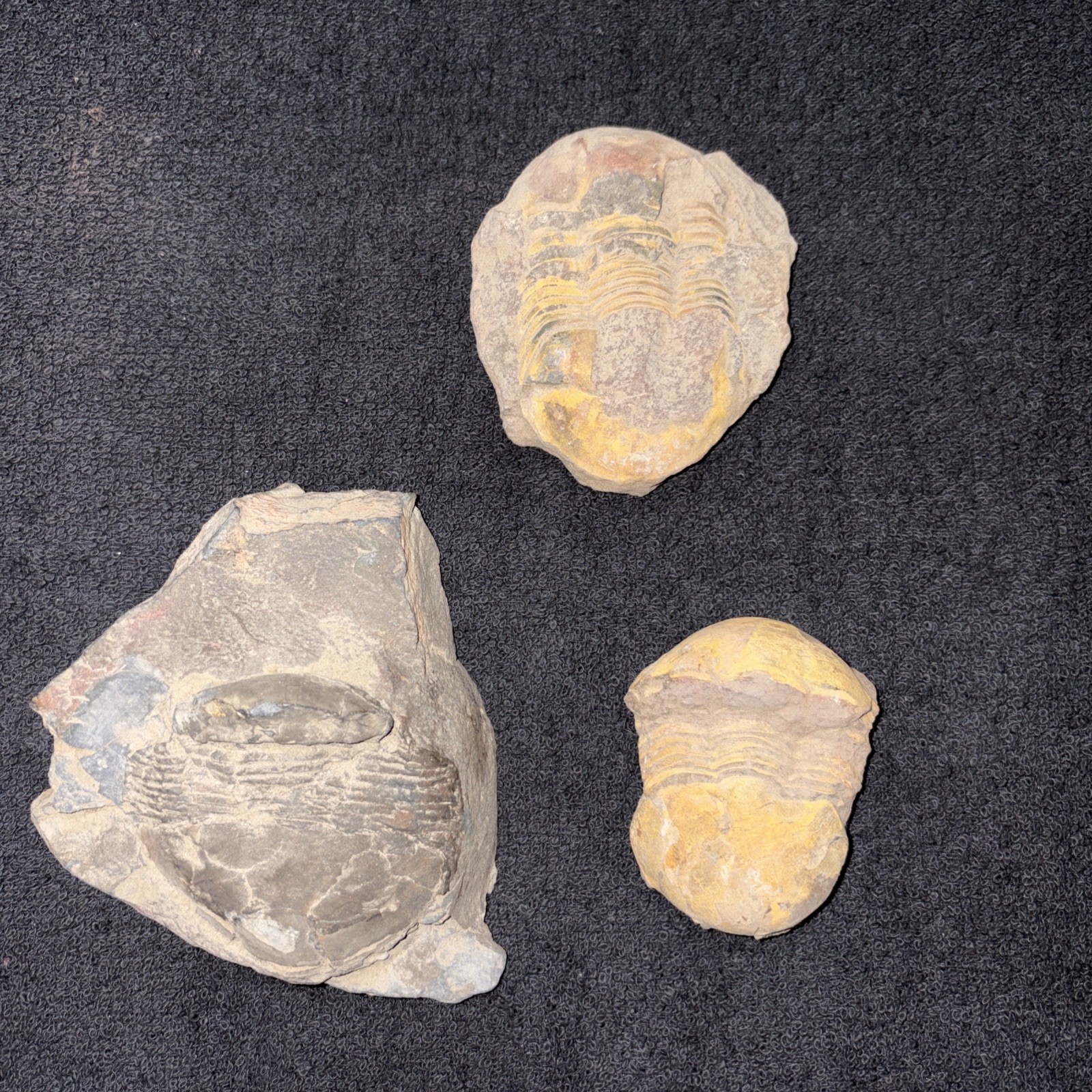 (3) Bumastus Like Trilobites Silurian China Large.