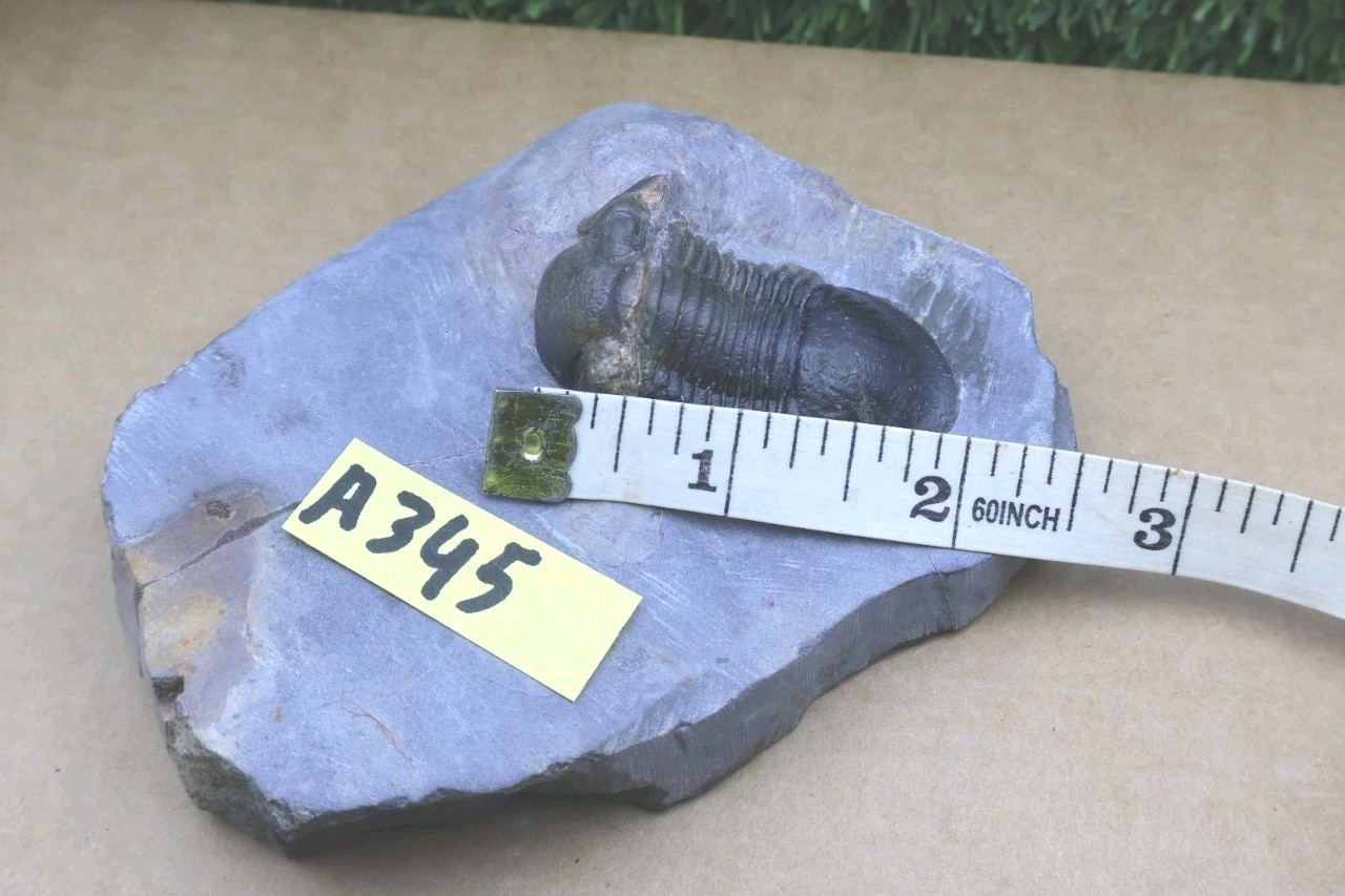 Trilobite Paralejurus trilobite fossil Devonian trilobite from Moroccan Fossil