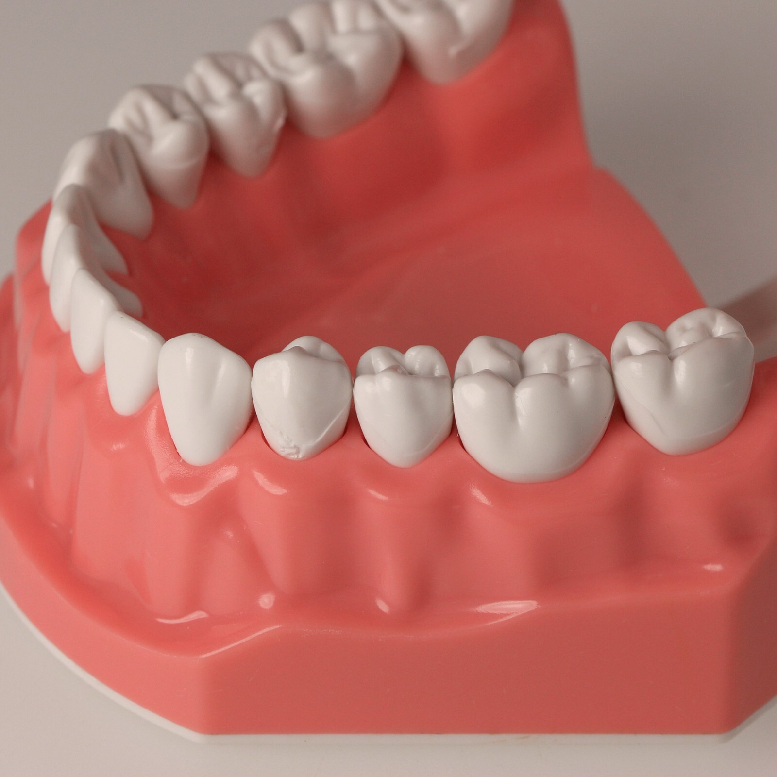 Dental Typodont Teeth Model Brushing Flossing Practice Teaching Model M7010-1