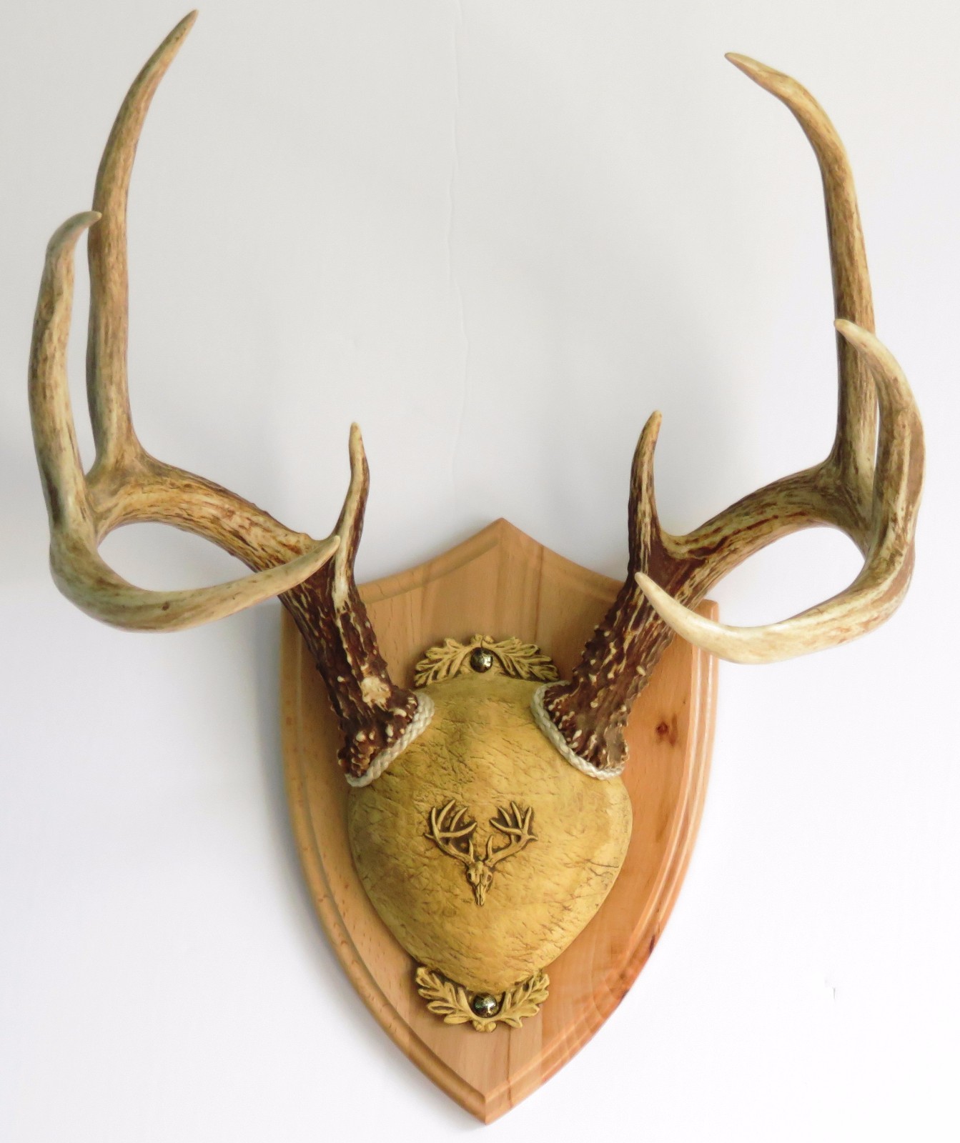 Rustic Beech Ultimate Antler Mounting Kit for Deer - The Taxidermists' Woodshop