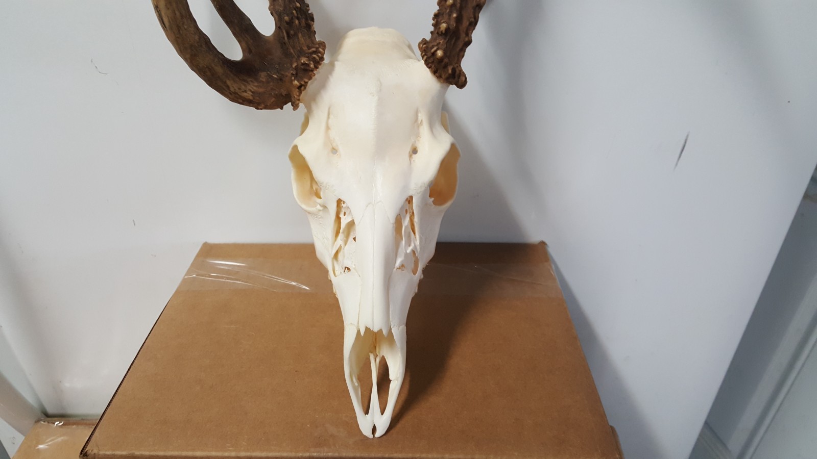 Double Main Beam WHITETAIL DEER RACK FULL SKULL mule elk shed antlers taxidermy