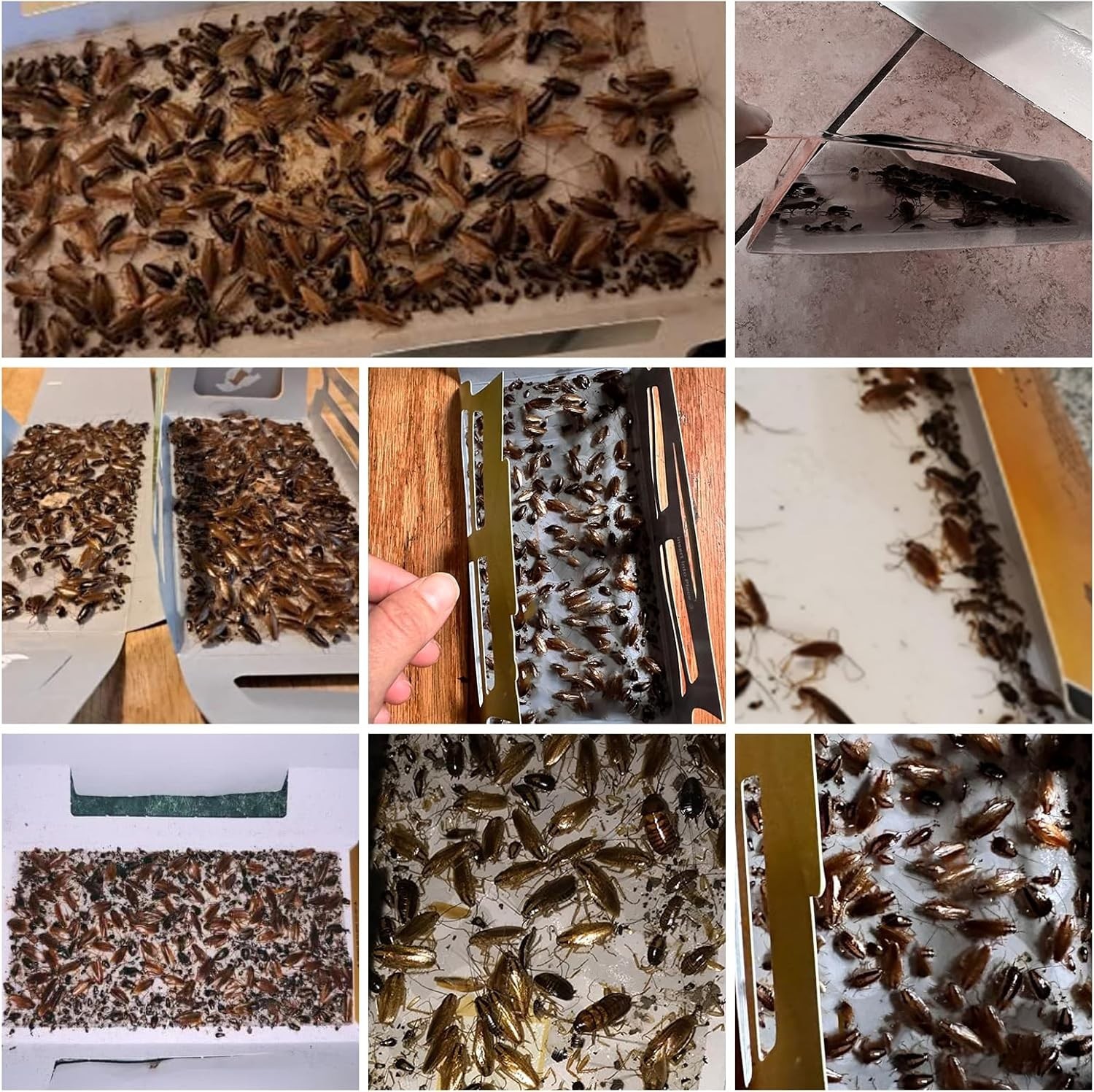 20 Pack Roach Traps – Indoor Glue Traps, Child & Pet Safe, Long-Lasting Bait New