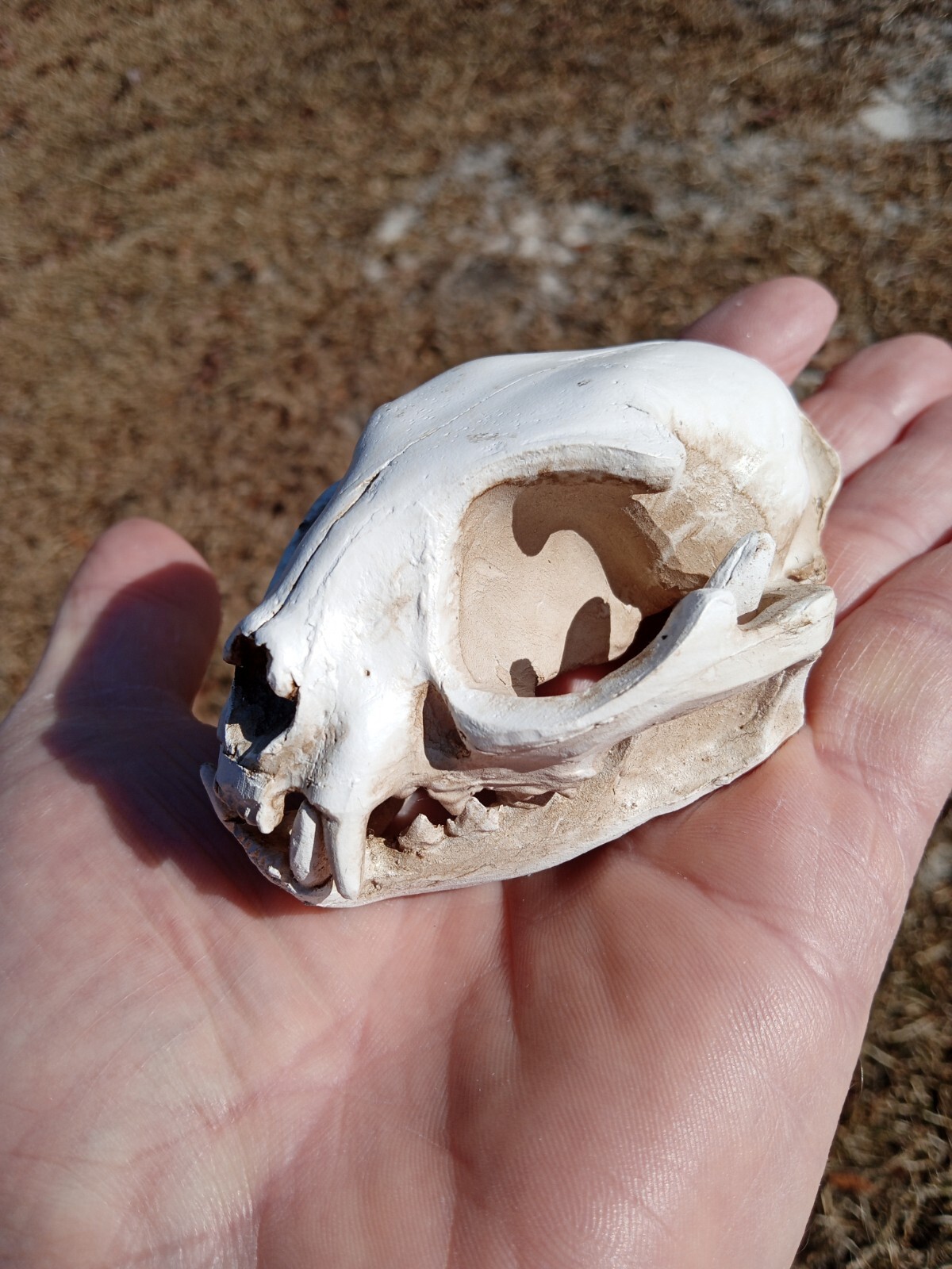 High Quality Replica Resin 😺 Cat Skull. Beautiful Display Cat Skull. Y3