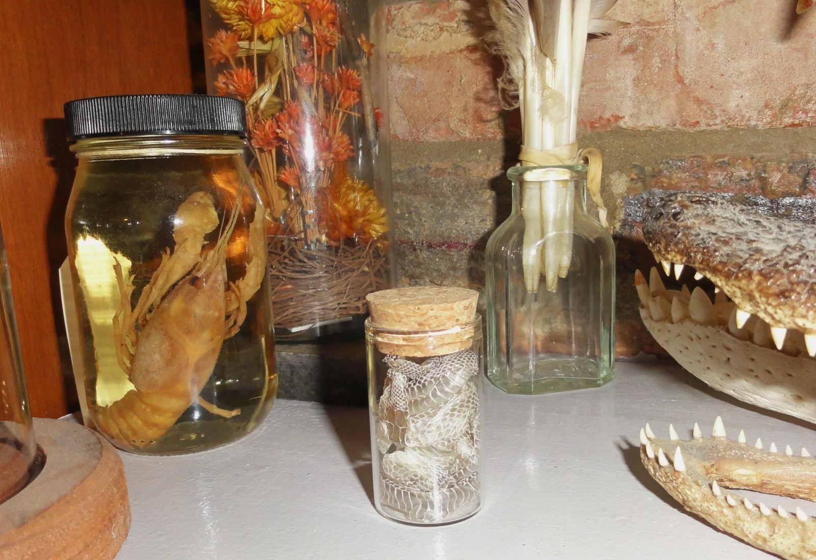 Snake Skin Small Oddity Jar curiosity glass vial reptile goth nature art