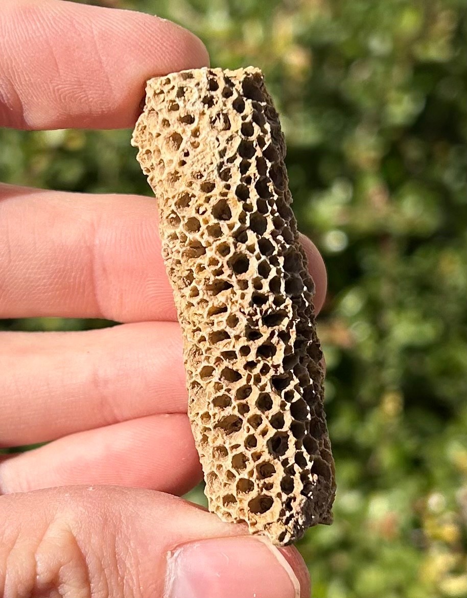 Oklahoma Fossil Coral Striatopora Pennsylvanian Age Gene Autry Shale