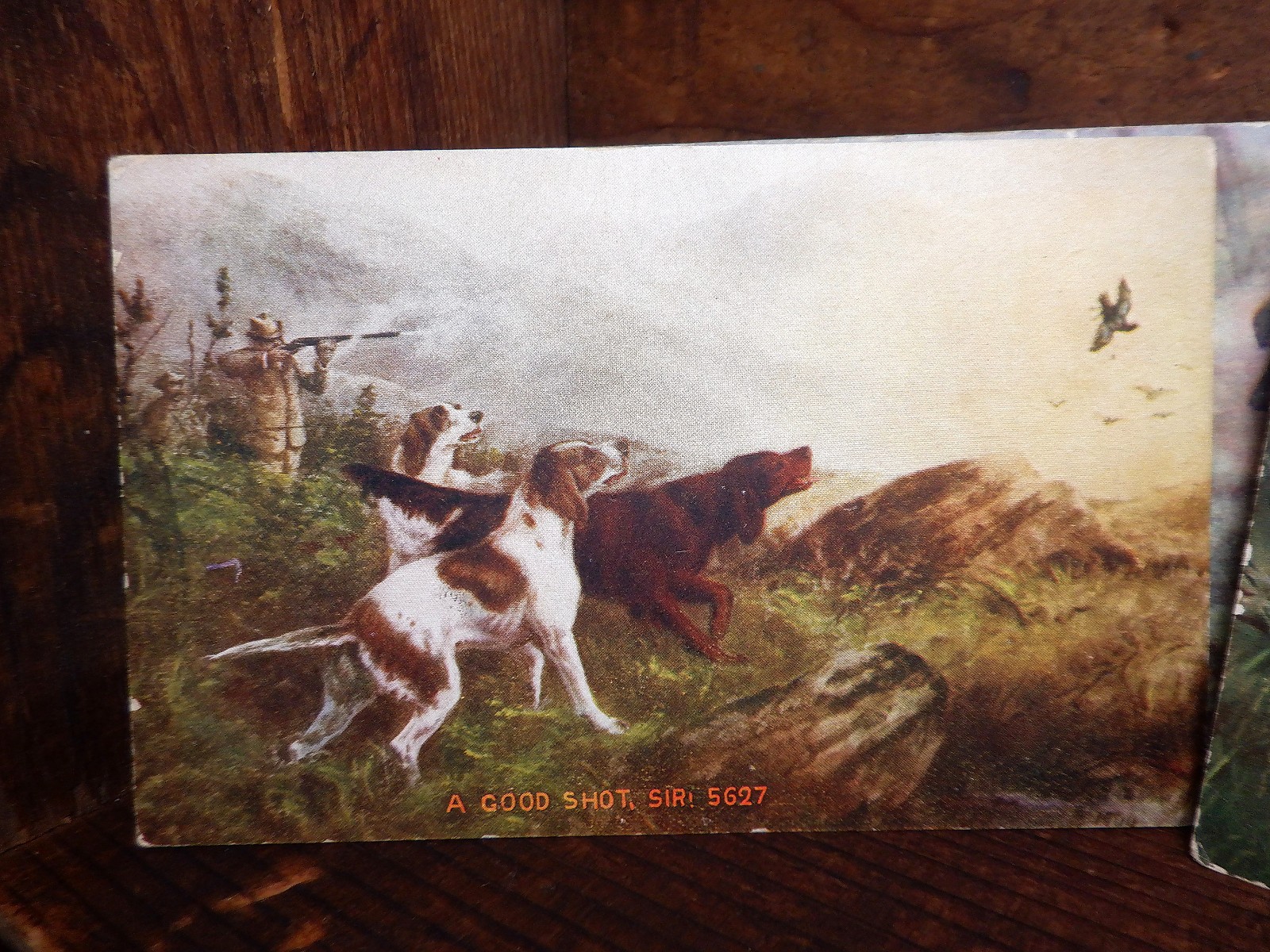 5 Antique HUNTING DOGS w/Hunter Postcards - English/Irish Setter Gun Bird Dogs