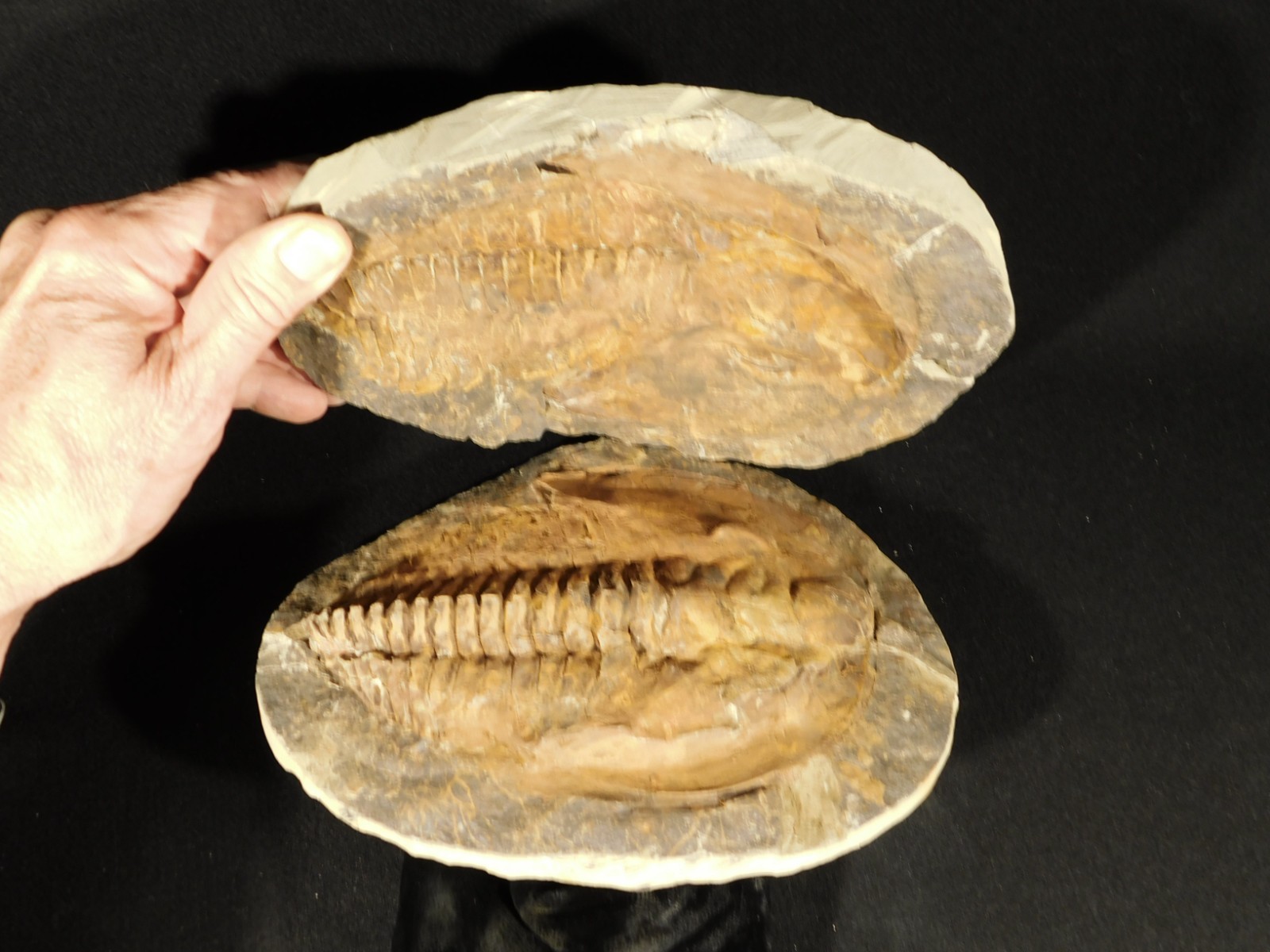 HUGE! 530 Million Year OLD! Andalusiana Trilobite Fossil Anif Morocco 3933gr