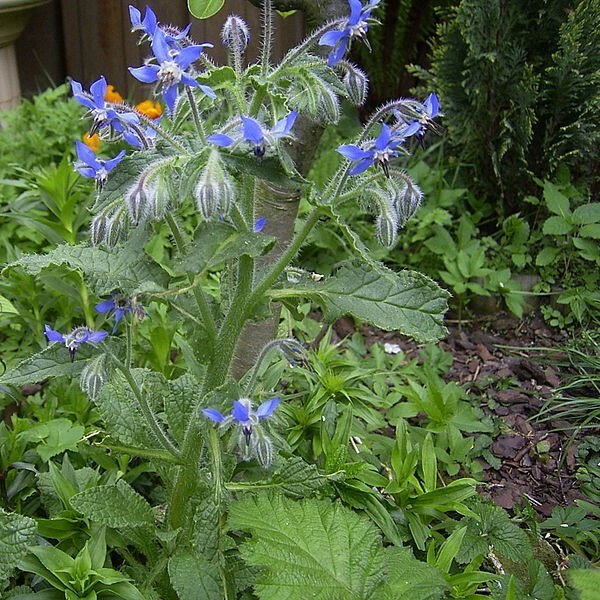 Borage Seeds Heirloom Non-GMO Herb Seeds with Free Shipping