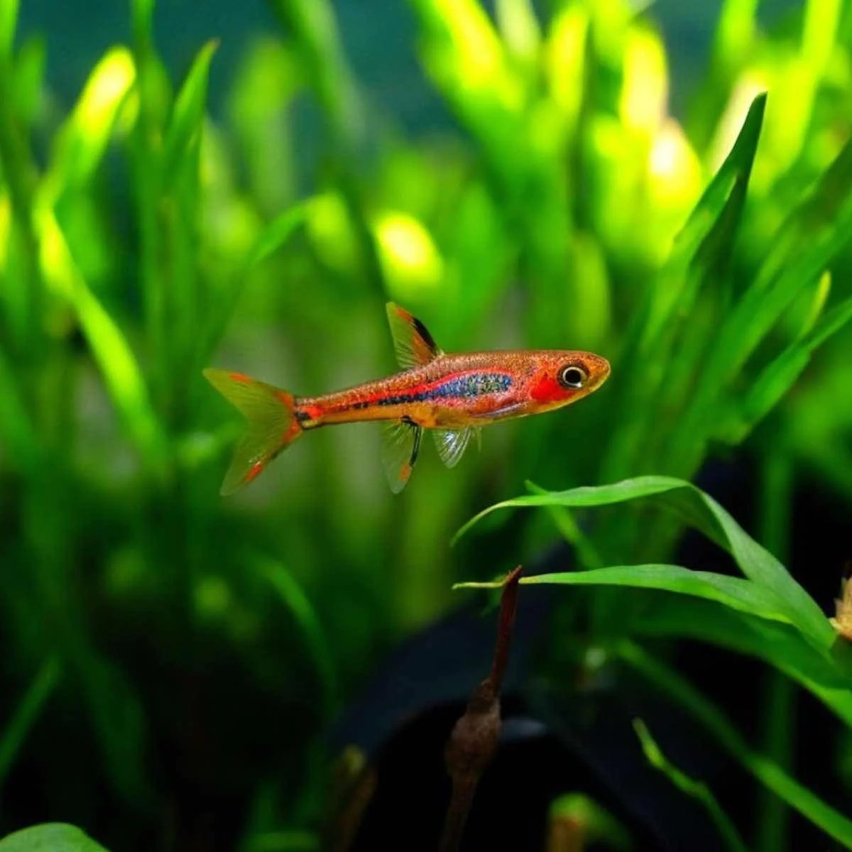 CHILI RASBORA (BORARAS BRIGITTAE) - 8 FISH