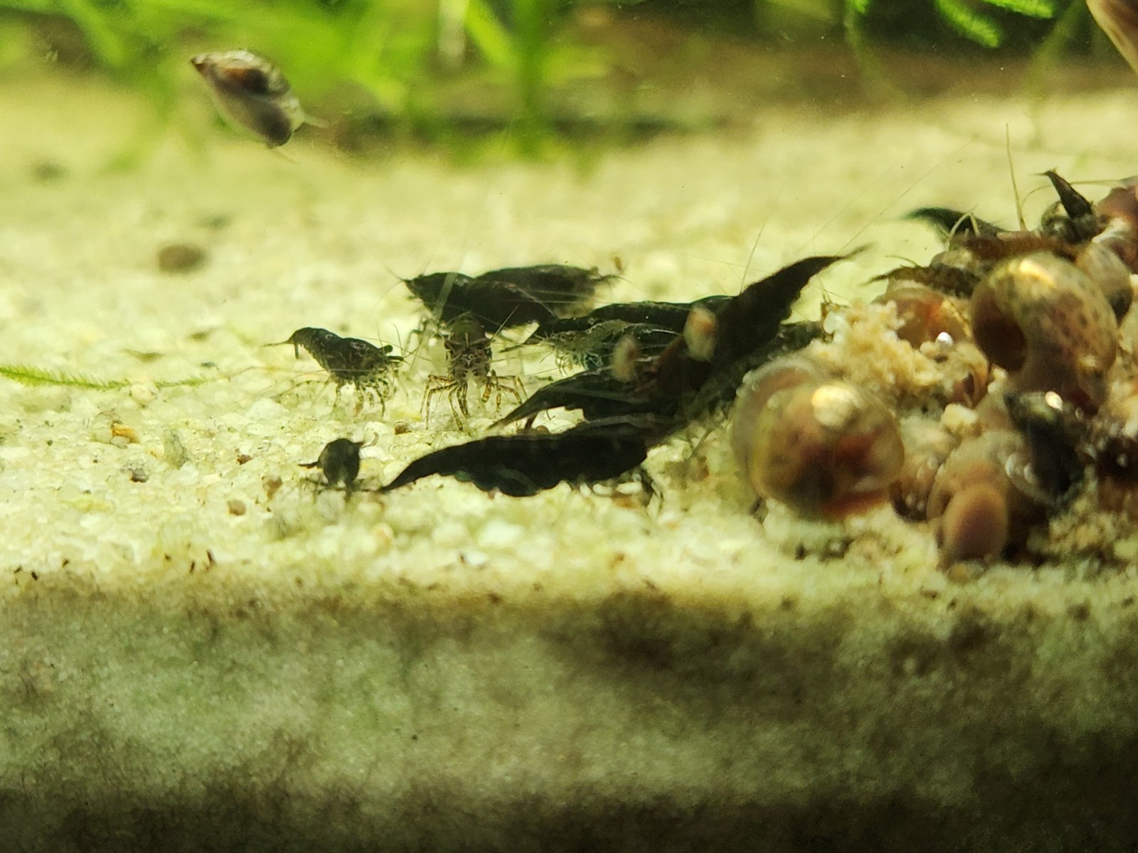 Small Freshwater Cleanup Crew – 2 Plecos, 20 Shrimp, 20 Snails - Algae Eaters