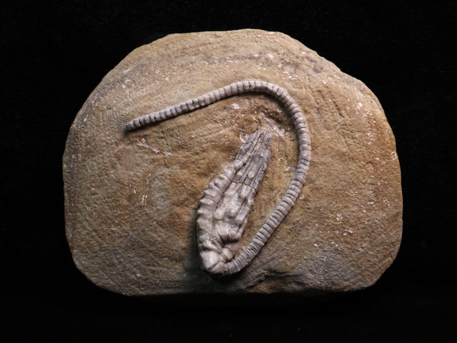 Wound Up Fossil Crinoid, Crawfordsville, IN