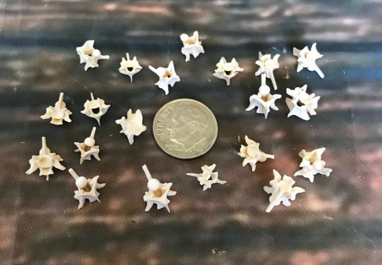 20 Real Rattlesnake Vertebrae Vertebrea Bone Gothic Art Craft Supply Jewelry Odd