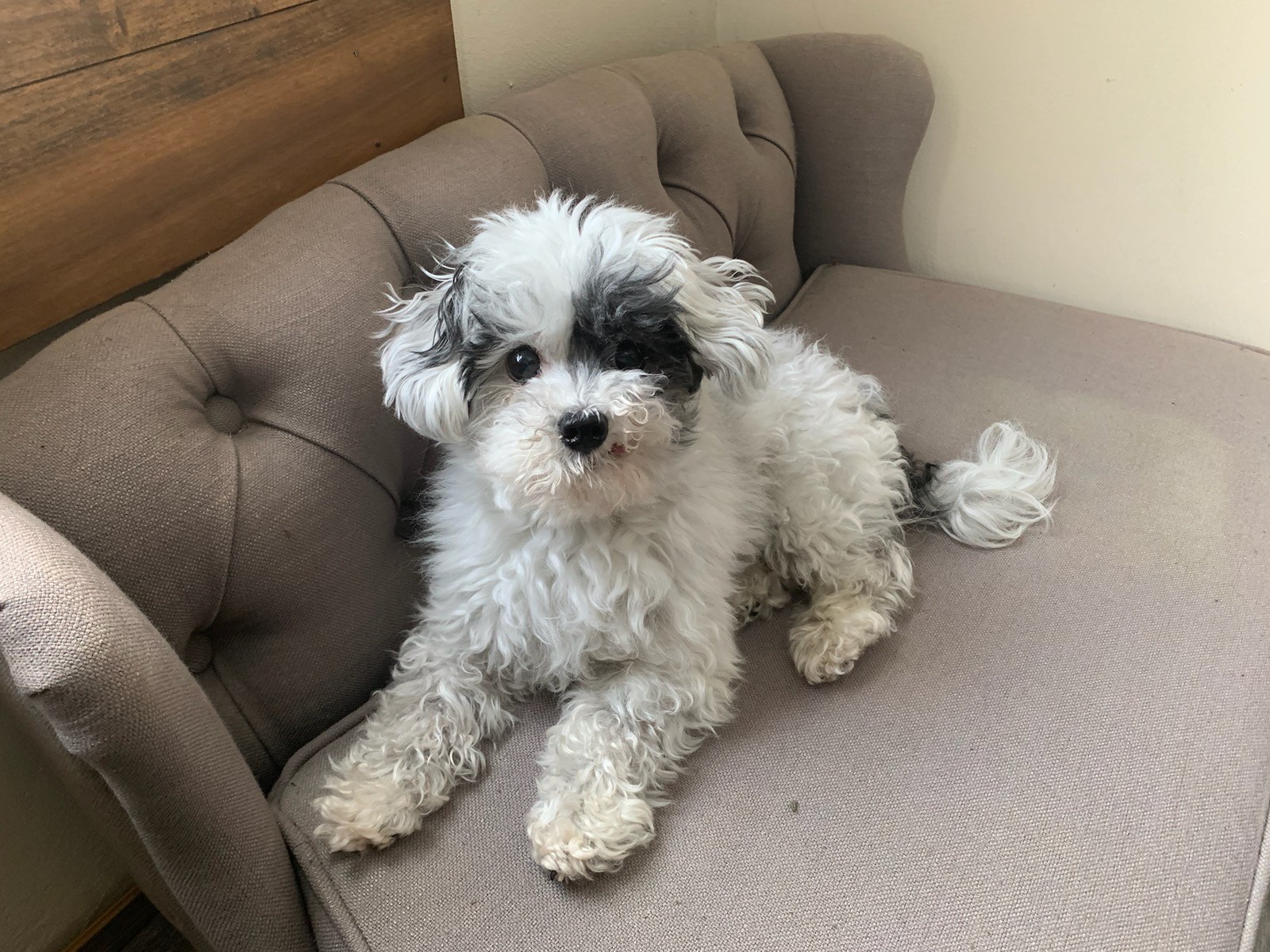 Campo del Cielo Meteorite Slabs – Lot of 2 – Authentic Iron Meteorites – Charity