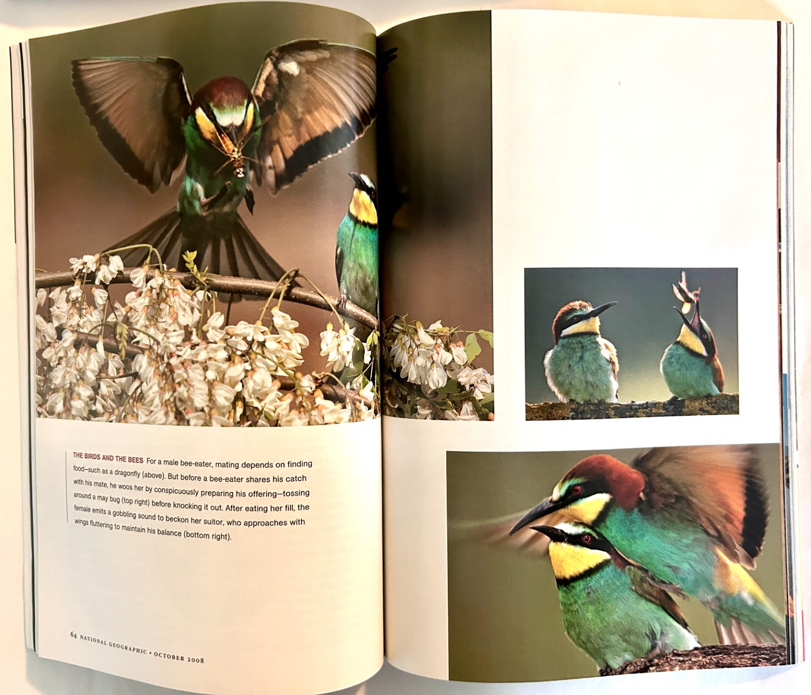 10 National Geographic Magazines Lot 1900-2010 No Dups Junk Journal Art Collage