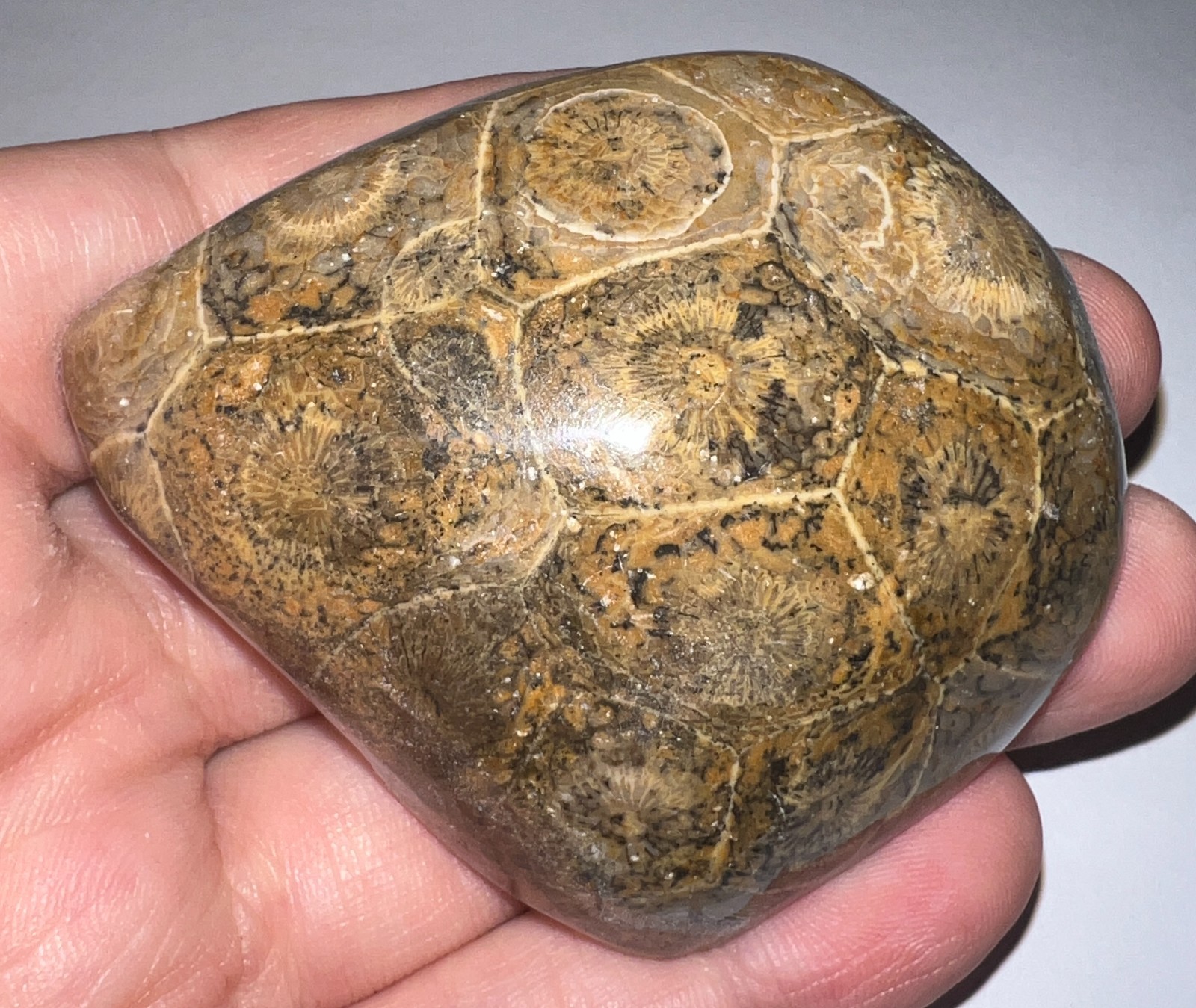 Moroccan Pre Dinosaur Fossil Polished Coral Lot 3 Inches One Per Order