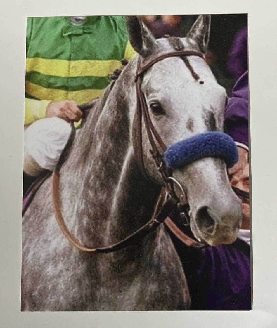 POSTCARD REPRINT SILVER CHARM RACEHORSE KENTUCKY DERBY PHOTO COPY 4.25”x5.5”