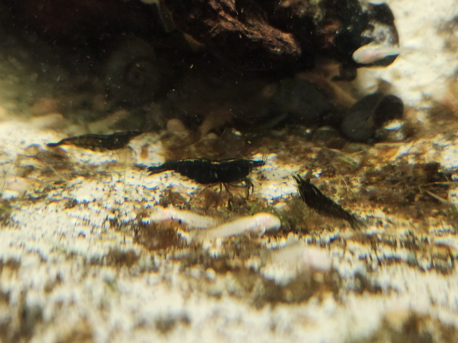 Small Freshwater Cleanup Crew – 2 Plecos, 20 Shrimp, 20 Snails - Algae Eaters