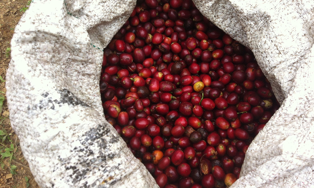 TANZANIA KILIMANJARO COFFEE BEANS PEABERRY MEDIUM ROASTED 5 POUNDS
