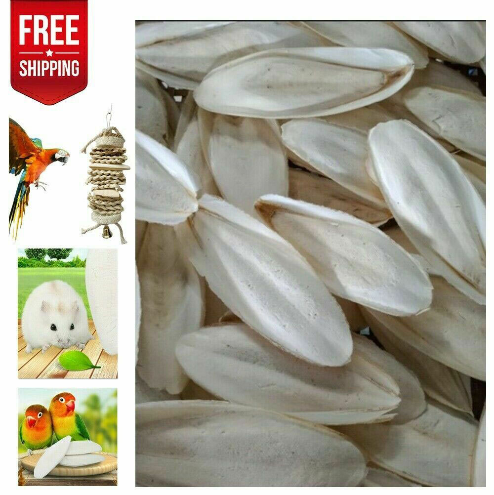 20PCS Cuttlebone Bird Parrots Cuddle Bone Turtles Tortoise Cuttlebone Holder .