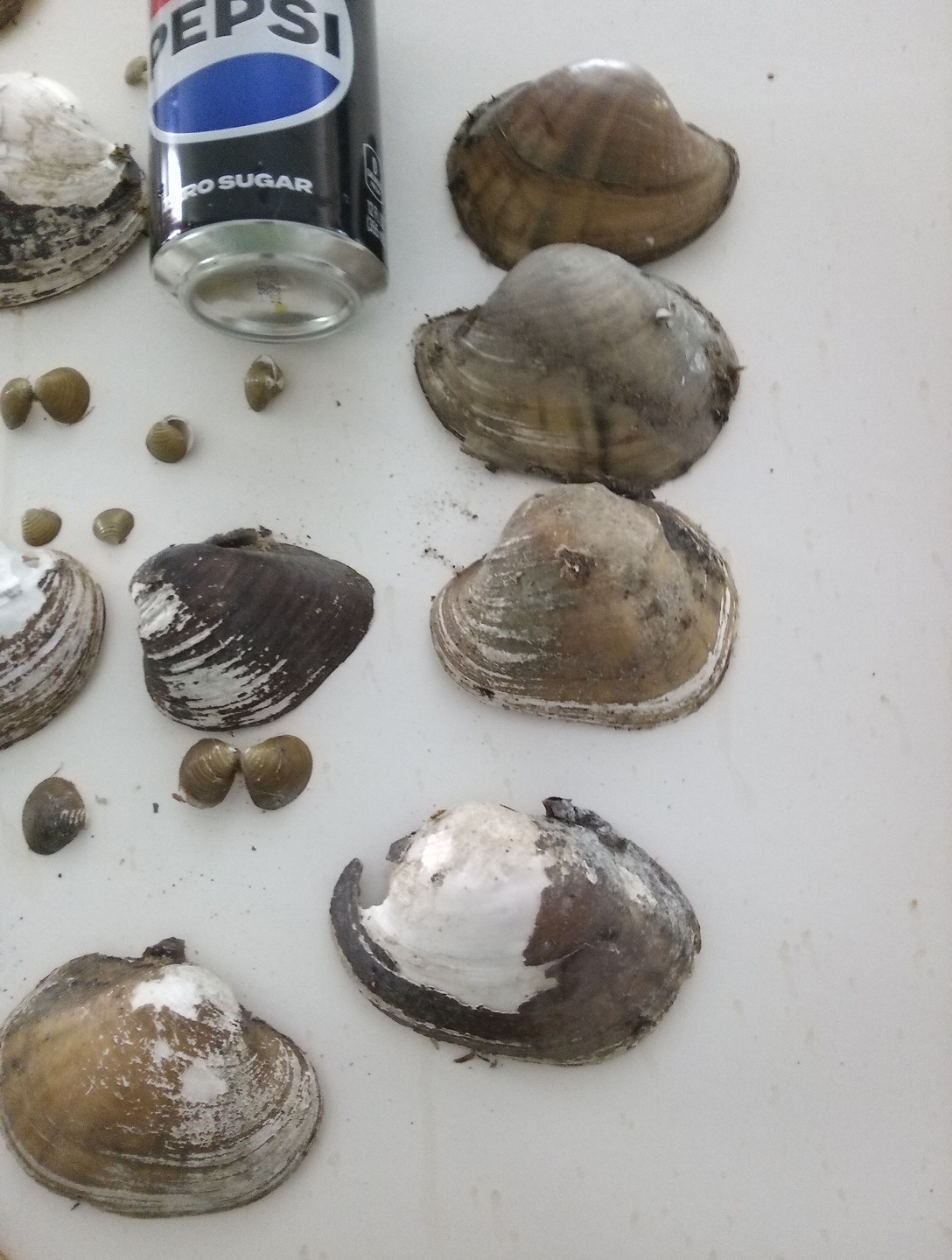 Lot Of Mississippi River Clam Shells,Mother of Pearl,Crafts,Aquariums