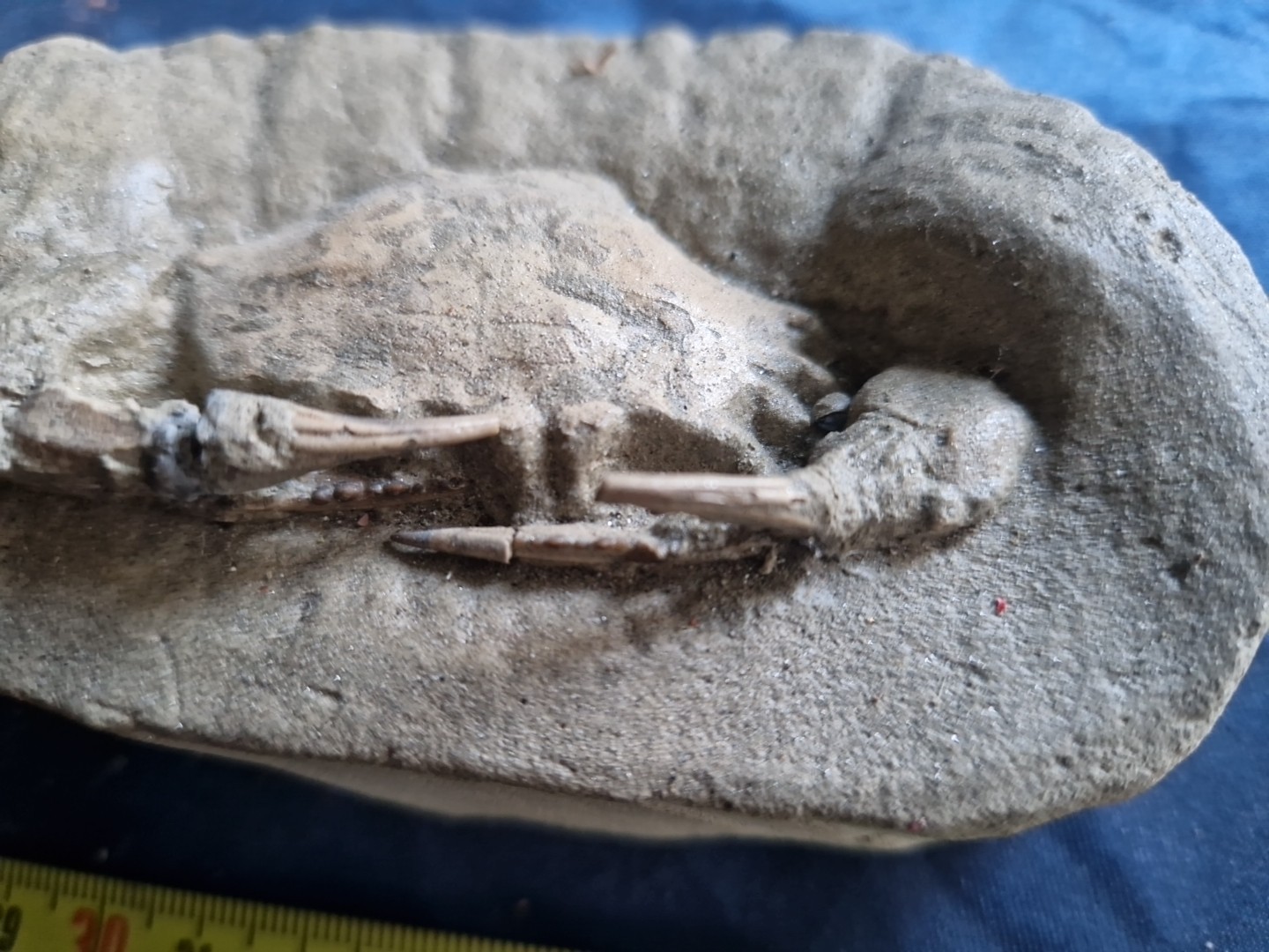 MASSIVE, LARGE, fossil CRAB from Java, Indonesia good details, great claws!