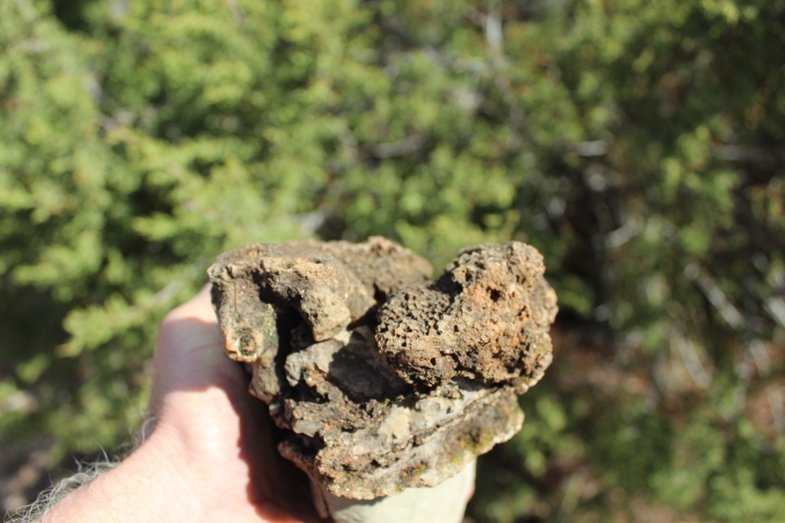 Fossil Beautiful HONEY COMB CORAL Favosites spp. Rare Locality ~ 400 Million