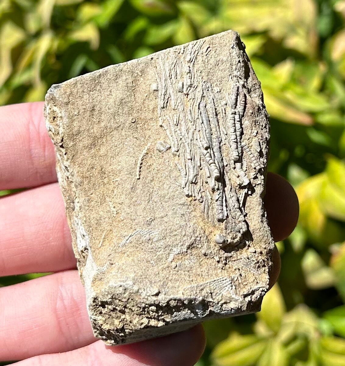 Alabama Fossil Crinoid in Matrix Aphelecrinus Bangor Limestone Formation