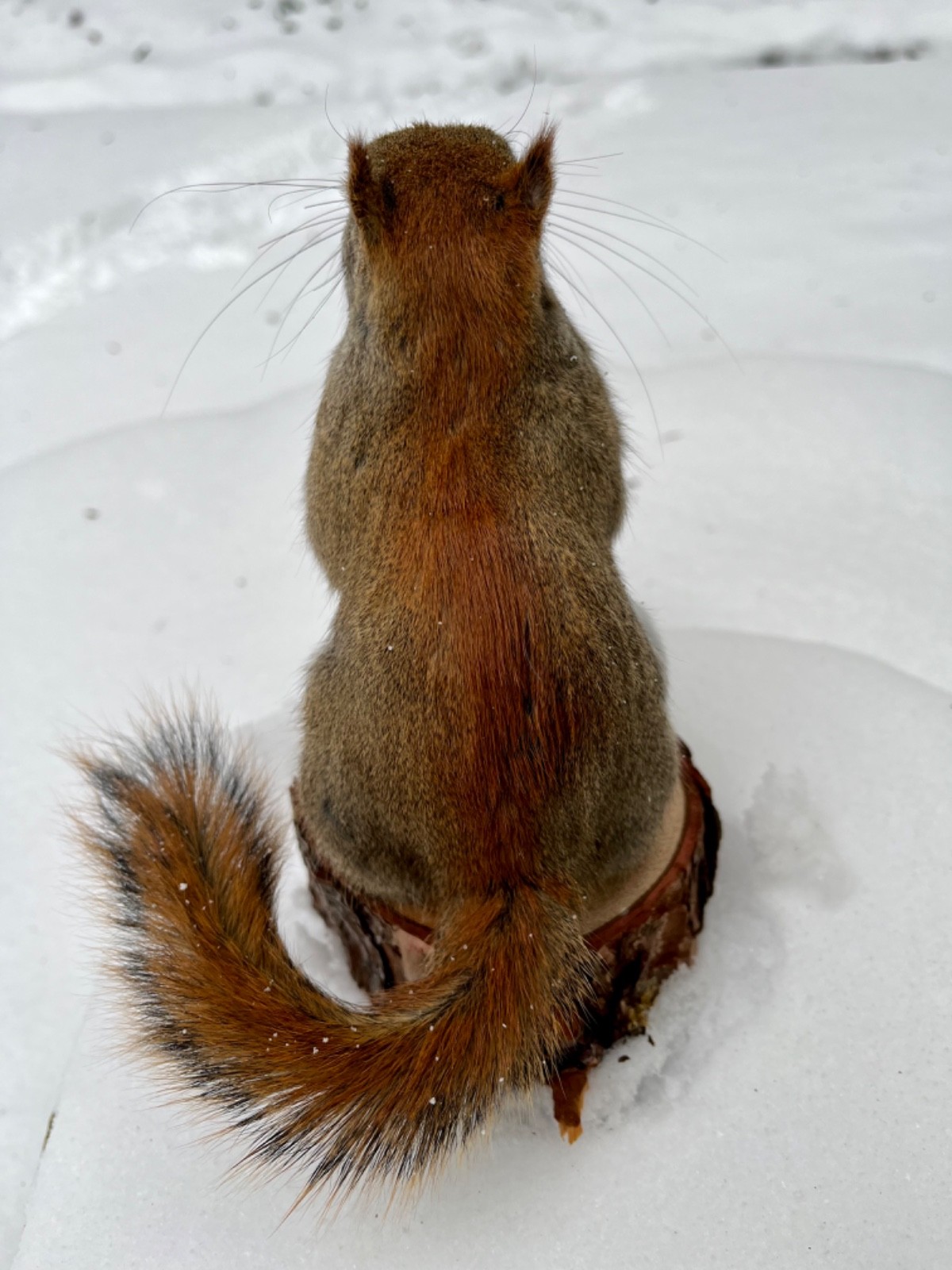 Red Squirrel Taxidermy, Squirrel Taxidermy, Pine Squirrel, Adirondacks, Gift!