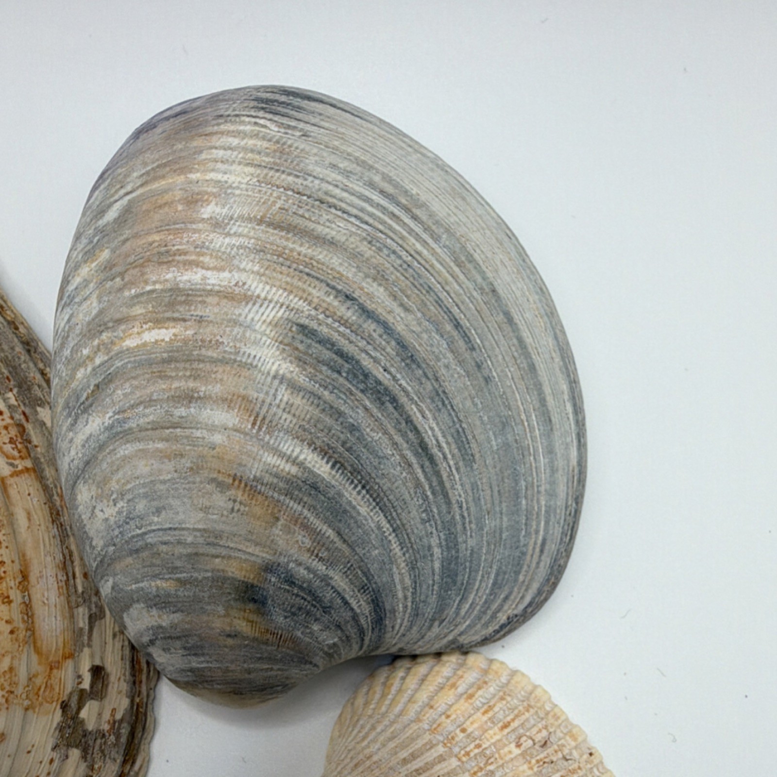 Assorted Natural Clam Shells Lot, Mixed Colors, Includes Painted Shell