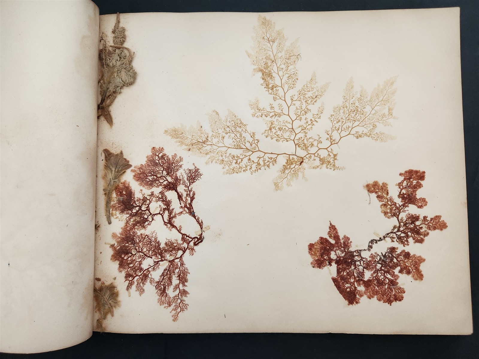 1883 antique SEAWEED pressed ALBUM monterey ca EUGENIE PHILLIPS specimen book