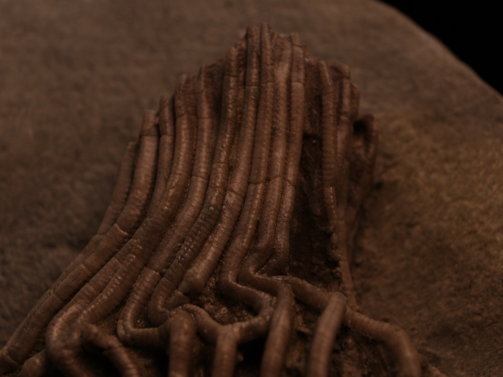 Actinocrinites gibsoni Crinoid Fossil, Crawfordsville, IN