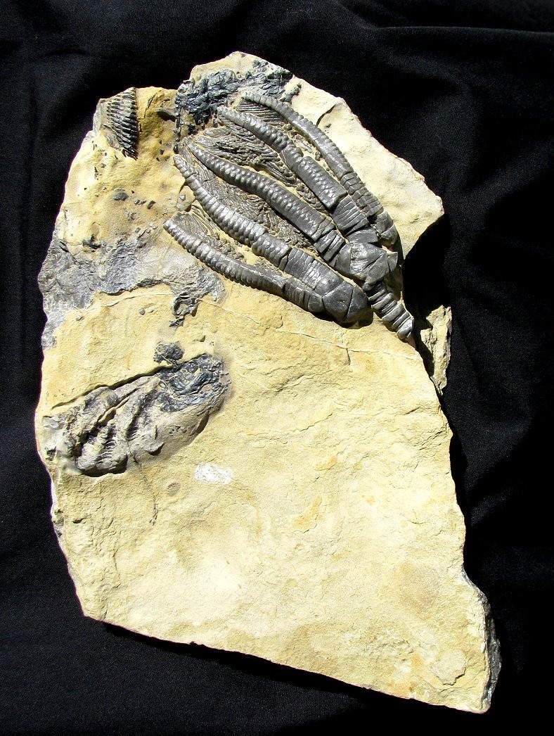 KILLER 3-D ENCRINUS CRINOID ON BEAUTIFUL DISPLAY PLATE, GERMANY - GREAT DETAIL!