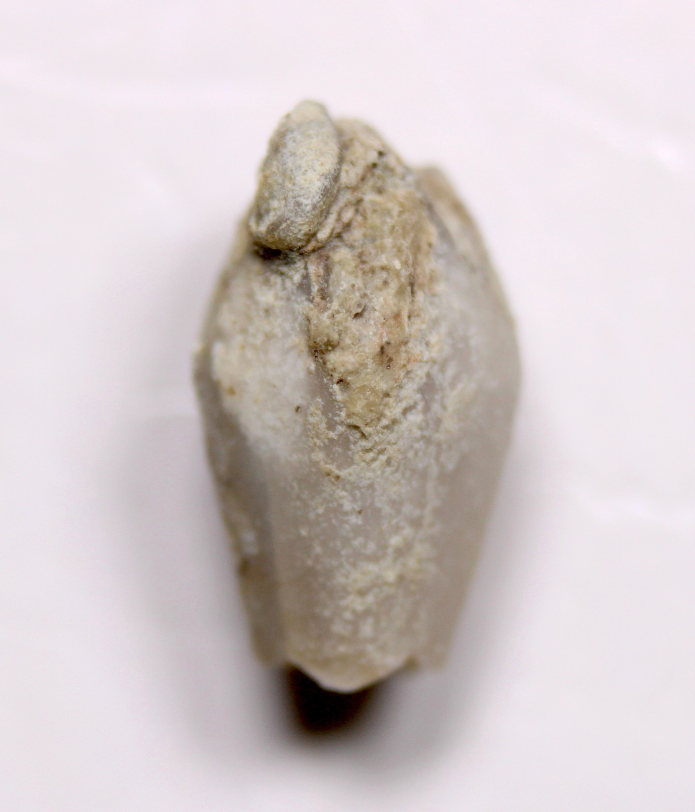 Troosticrinus reinwardti Blastoid Fossil Silurian Tennessee Brownsport Formation