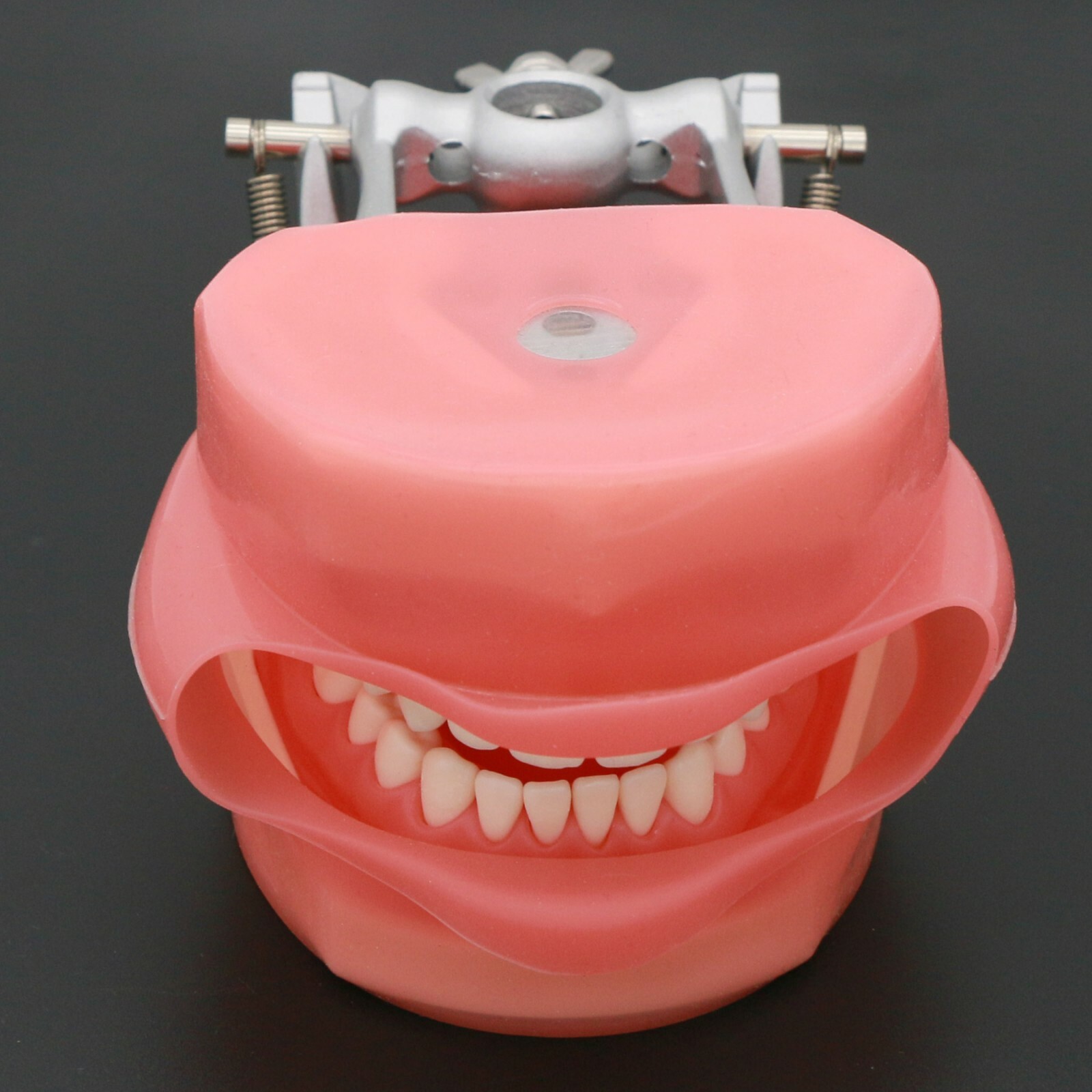 Dental Typodont Teeth Model With Removable Teeth fit Kilgore NISSIN 200/500 Type
