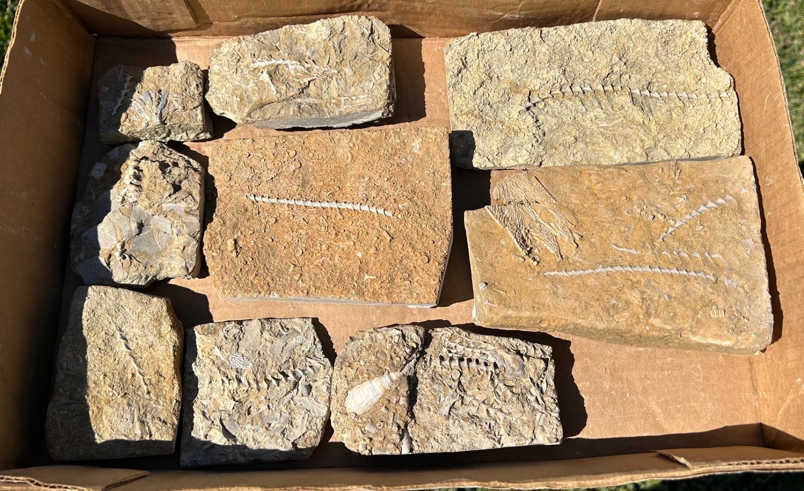 Fossil Bryozoans LOT Archimedes Screws Fronds Wholesale Alabama Bangor Limestone