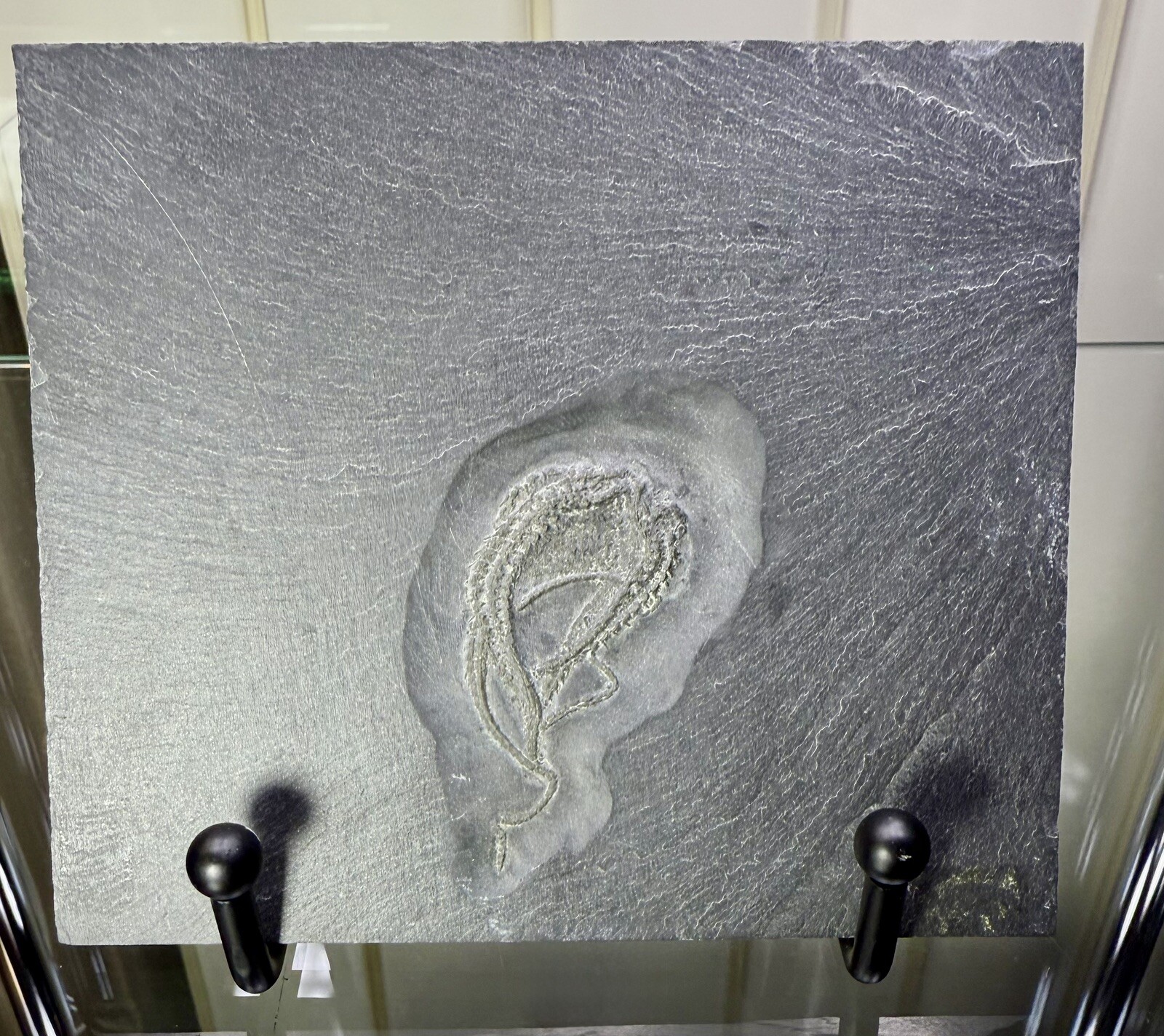 Bundenbachia Beneckei Starfish Fossil ~ Bundenbach Germany ~ Devonian Period