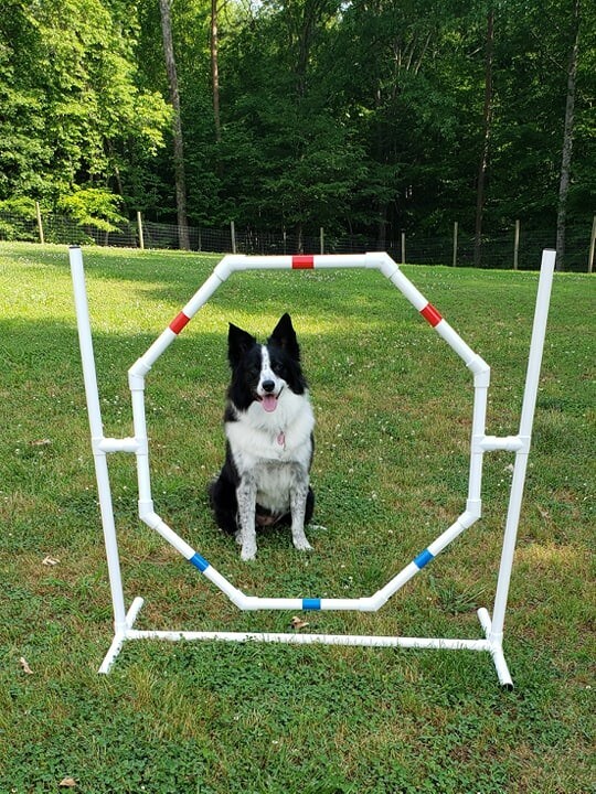 Dog Agility Equipment-Octagon Hoop Jump-Tons of fun and exercise!!! ⭐⭐⭐⭐⭐