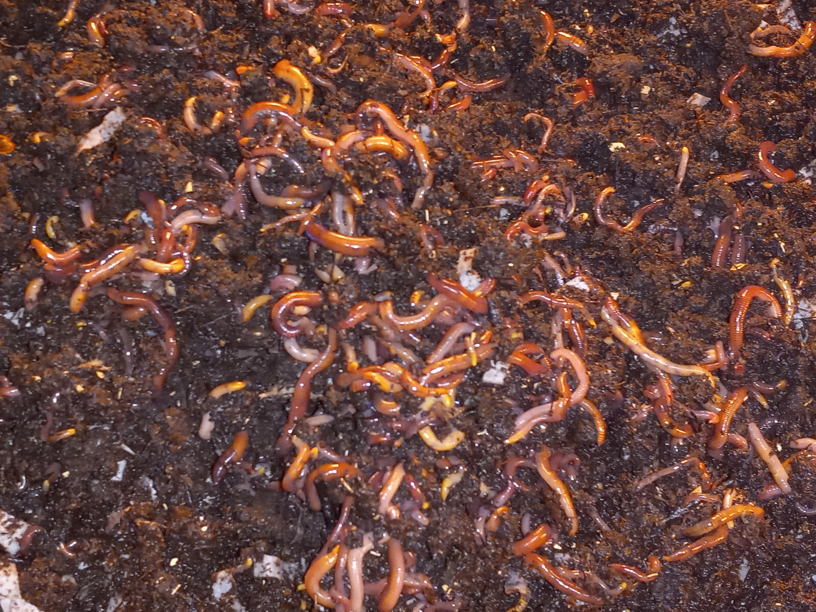 (Terry's) Live Red Wiggler WORMS, Garden Time, Red Wiggler Compost Worms, Fresh!