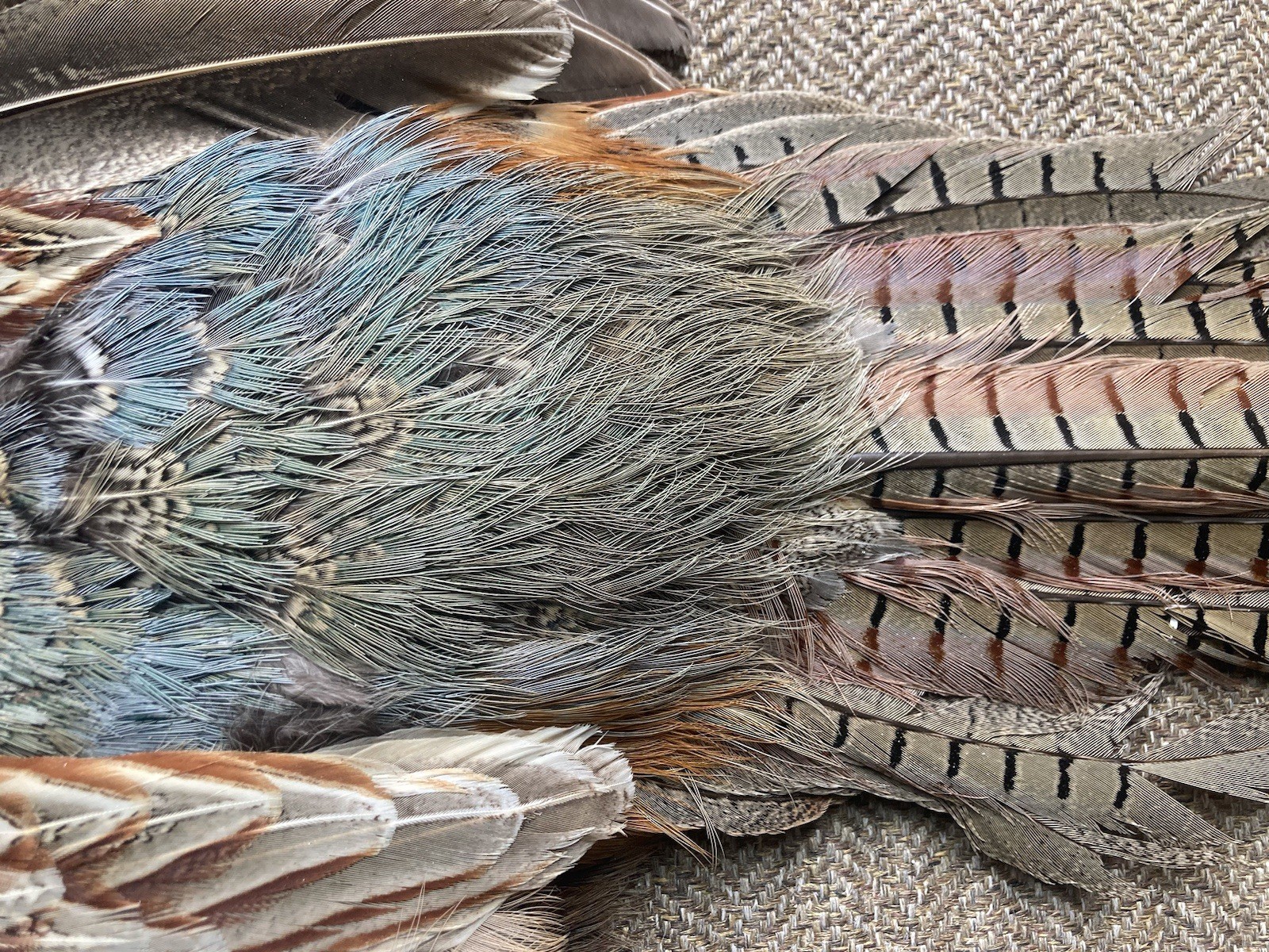 Rooster RINGNECK PHEASANT SKIN 2 Wings Tail Feathers Wall Art Taxidermy Man Cave